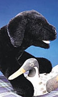 Black Labrador Puppy